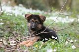 BERGER ALLEMAND 1082